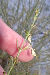 Carlowrightia linearifolia