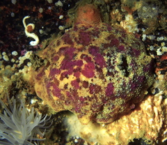 Doris pseudoargus