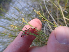Carlowrightia linearifolia