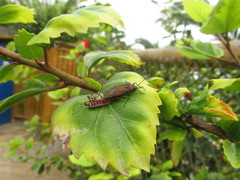 Dysdercus peruvianus