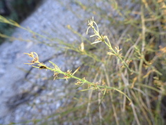 Carlowrightia linearifolia