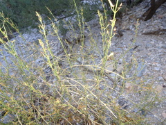 Carlowrightia linearifolia