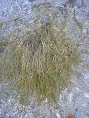 Carlowrightia linearifolia