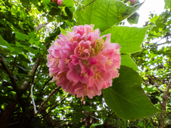 Dombeya × cayeuxii