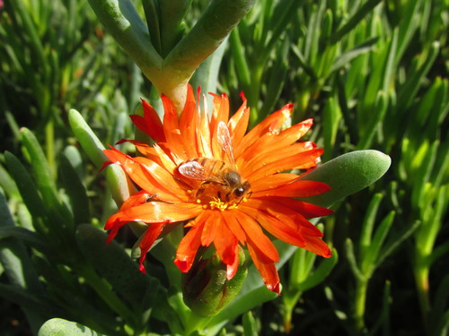 photo of Western Honey Bee (Apis mellifera)