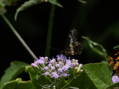 Catasticta flisa flisa