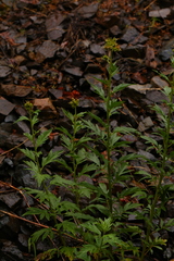 Phacelia procera