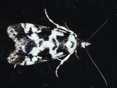 Eudonia aphrodes