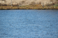 Podiceps nigricollis