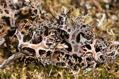 Masonhalea richardsonii