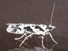 Eudonia aphrodes