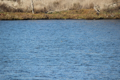 Podiceps nigricollis