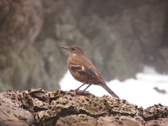 Cinclodes taczanowskii