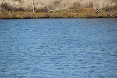 Podiceps nigricollis