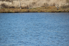 Podiceps nigricollis