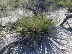 Yucca baccata brevifolia
