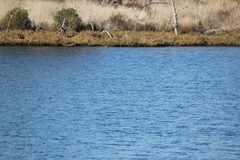 Podiceps nigricollis