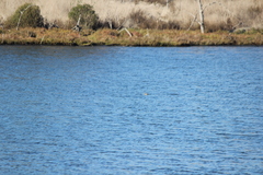 Podiceps nigricollis