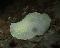 Cadlina laevis