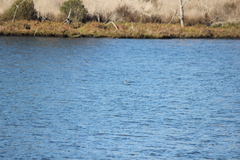 Podiceps nigricollis