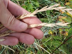 Elymus lanceolatus