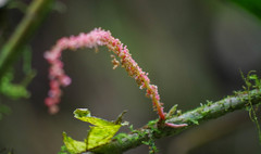Acalypha platyphylla