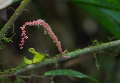 Acalypha platyphylla