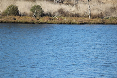Podiceps nigricollis