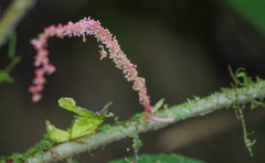 Acalypha platyphylla