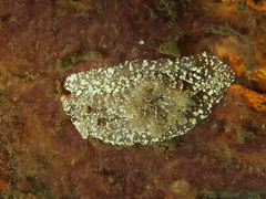 Goniodoris castanea