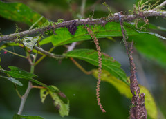 Acalypha platyphylla