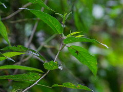 Acalypha platyphylla