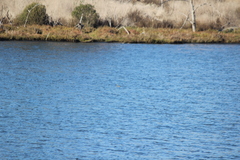 Podiceps nigricollis