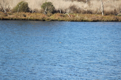 Podiceps nigricollis