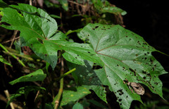 Begonia parviflora
