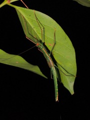 Paranecroscia marginata