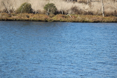 Podiceps nigricollis