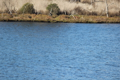 Podiceps nigricollis