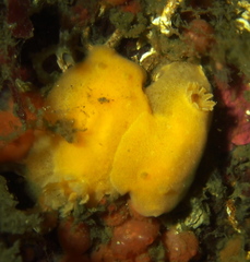 Jorunna tomentosa