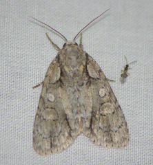 Acronicta modica