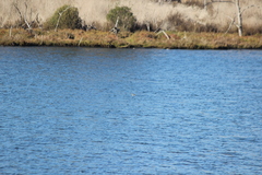 Podiceps nigricollis