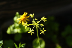 Lomatium brandegeei