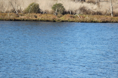 Podiceps nigricollis