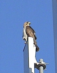 Buteo jamaicensis