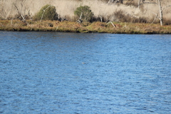 Podiceps nigricollis