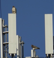 Buteo jamaicensis