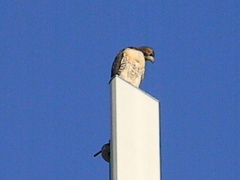 Buteo jamaicensis