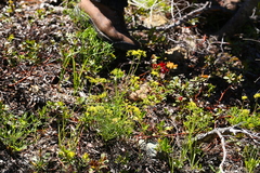 Lomatium brandegeei