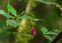 Spigelia pedunculata