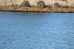 Podiceps nigricollis